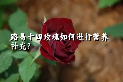 路易十四玫瑰如何进行营养补充？