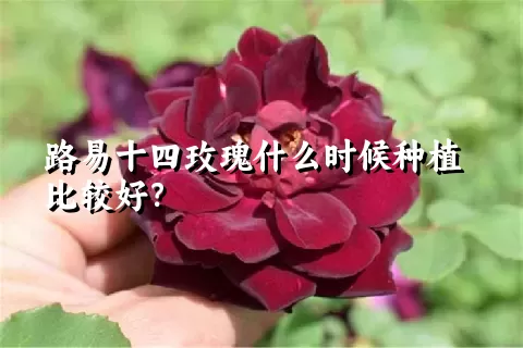 路易十四玫瑰什么时候种植比较好？