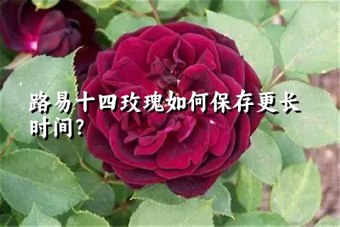 路易十四玫瑰如何保存更长时间？