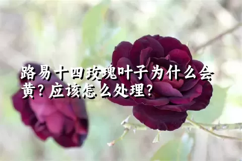 路易十四玫瑰叶子为什么会黄？应该怎么处理？