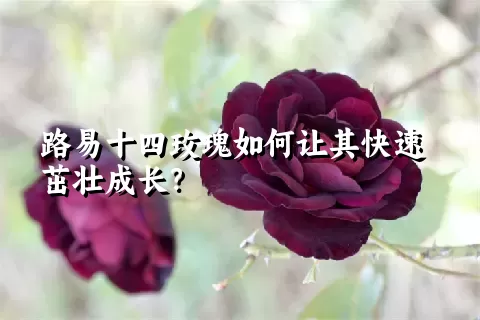 路易十四玫瑰如何让其快速茁壮成长？