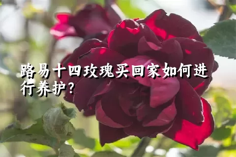 路易十四玫瑰买回家如何进行养护？