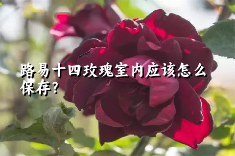 路易十四玫瑰室内应该怎么保存？