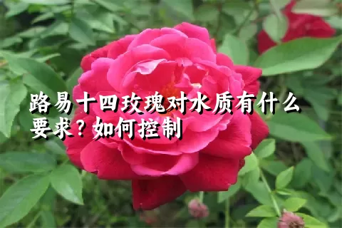 路易十四玫瑰对水质有什么要求？如何控制