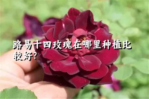 路易十四玫瑰在哪里种植比较好？