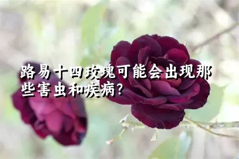 路易十四玫瑰可能会出现那些害虫和疾病？