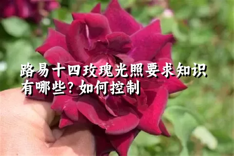 路易十四玫瑰光照要求知识有哪些？如何控制