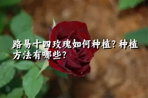 路易十四玫瑰如何种植？种植方法有哪些？