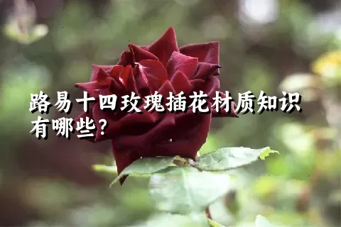 路易十四玫瑰插花材质知识有哪些？