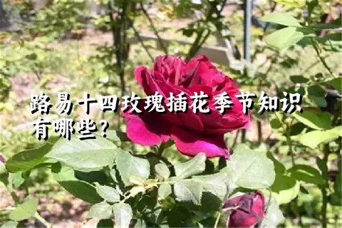 路易十四玫瑰插花季节知识有哪些？