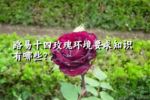 路易十四玫瑰环境要求知识有哪些？