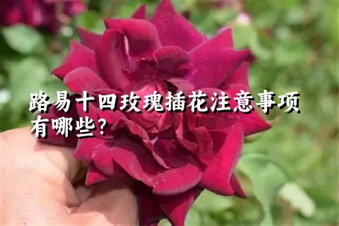 路易十四玫瑰插花注意事项有哪些？