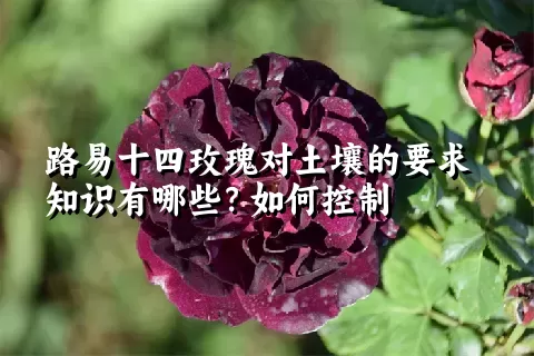 路易十四玫瑰对土壤的要求知识有哪些？如何控制