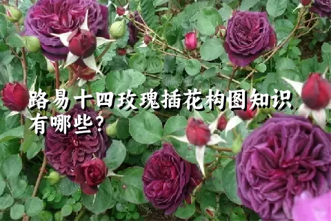 路易十四玫瑰插花构图知识有哪些？