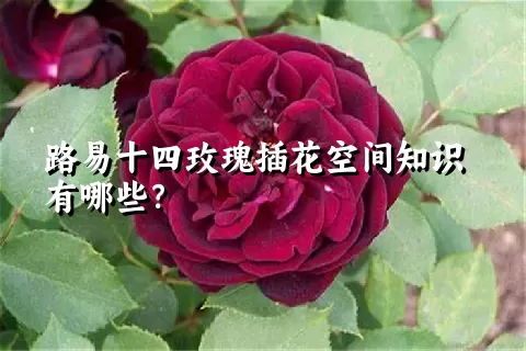 路易十四玫瑰插花空间知识有哪些？