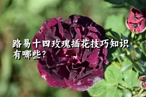 路易十四玫瑰插花技巧知识有哪些？