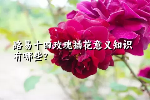 路易十四玫瑰插花意义知识有哪些？