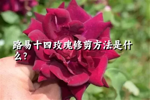 路易十四玫瑰修剪方法是什么？