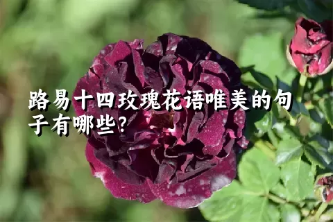 路易十四玫瑰花语唯美的句子有哪些？