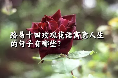 路易十四玫瑰花语寓意人生的句子有哪些？