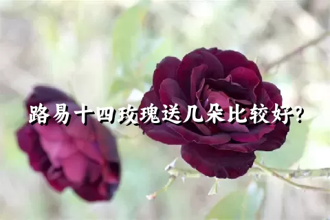 路易十四玫瑰送几朵比较好？