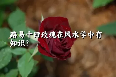 路易十四玫瑰在风水学中有知识？