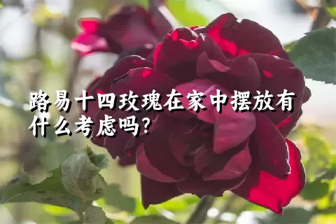 路易十四玫瑰在家中摆放有什么考虑吗？