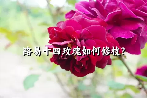 路易十四玫瑰如何修枝？