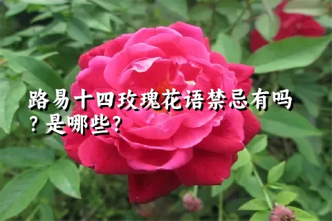 路易十四玫瑰花语禁忌有吗？是哪些？