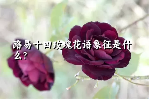 路易十四玫瑰花语象征是什么？