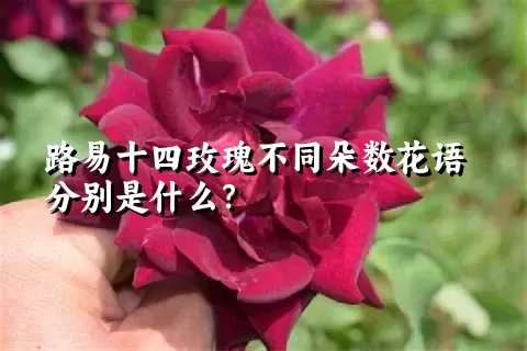 路易十四玫瑰不同朵数花语分别是什么？