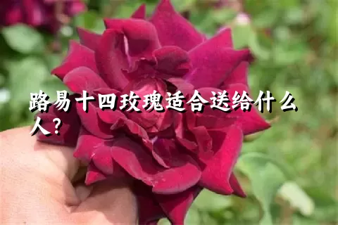 路易十四玫瑰适合送给什么人？