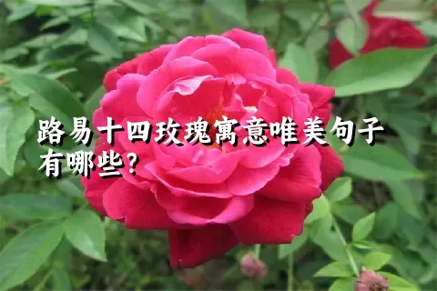 路易十四玫瑰寓意唯美句子有哪些？