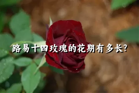 路易十四玫瑰的花期有多长?