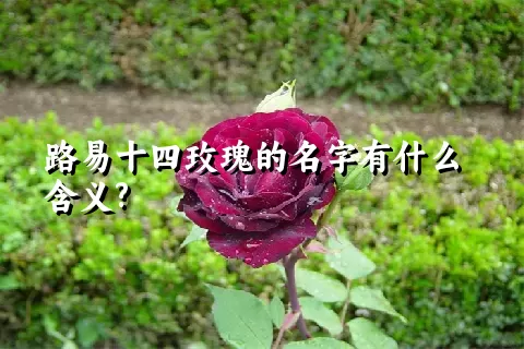 路易十四玫瑰的名字有什么含义?