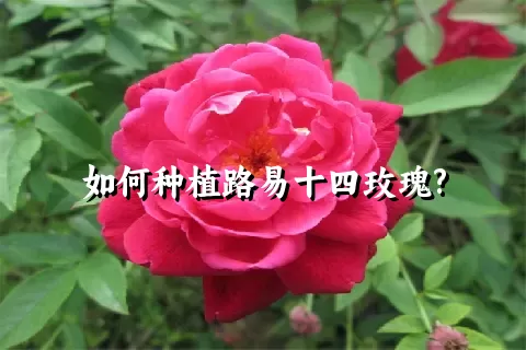 如何种植路易十四玫瑰?