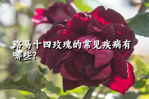 路易十四玫瑰的常见疾病有哪些?