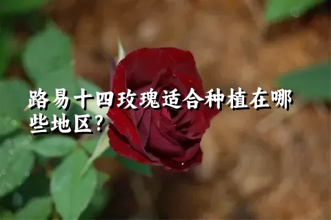 路易十四玫瑰适合种植在哪些地区?