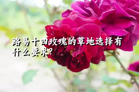 路易十四玫瑰的草地选择有什么要求?