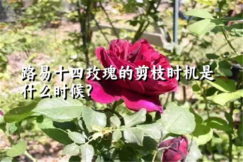 路易十四玫瑰的剪枝时机是什么时候?