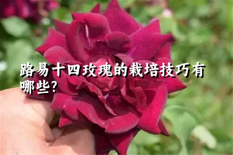 路易十四玫瑰的栽培技巧有哪些?