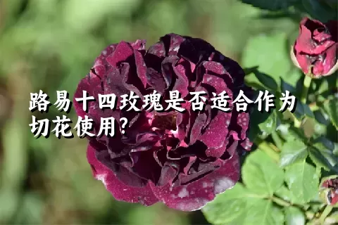 路易十四玫瑰是否适合作为切花使用?