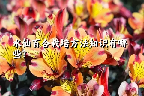 水仙百合栽培方法知识有哪些？