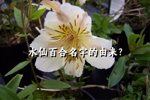 水仙百合名字的由来？