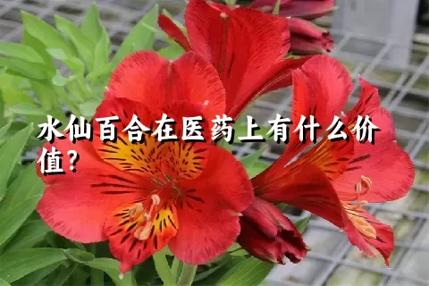 水仙百合在医药上有什么价值？