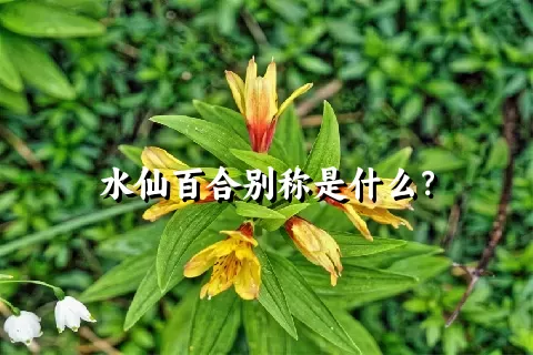 水仙百合别称是什么？