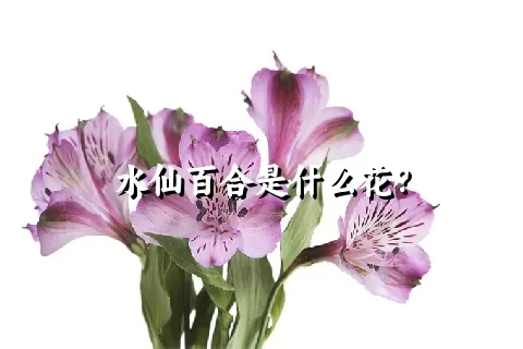 水仙百合是什么花？