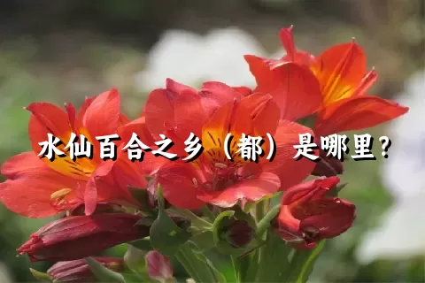 水仙百合之乡（都）是哪里？