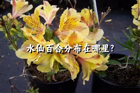 水仙百合分布在哪里?