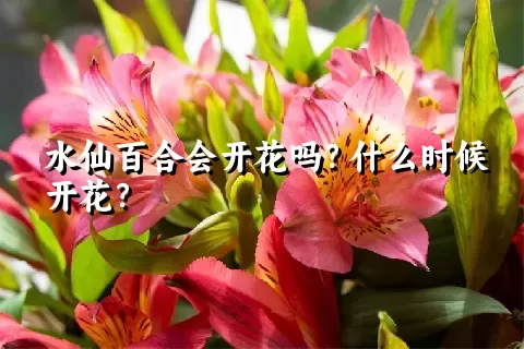 水仙百合会开花吗？什么时候开花？